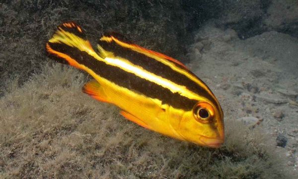 لب شکری دو خط