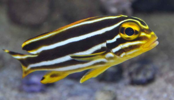 لب شکری دو خط