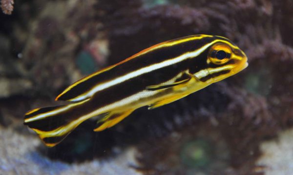 لب شکری دو خط