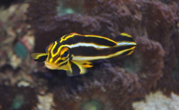 لب شکری دو خط