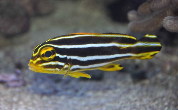 لب شکری دو خط