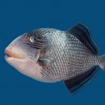 ماشه ماهی آناناسی