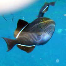 ماشه ماهی باله سیاه