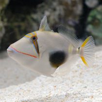 Bursa Triggerfish
