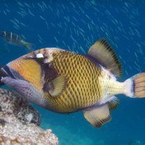 Titan Triggerfish