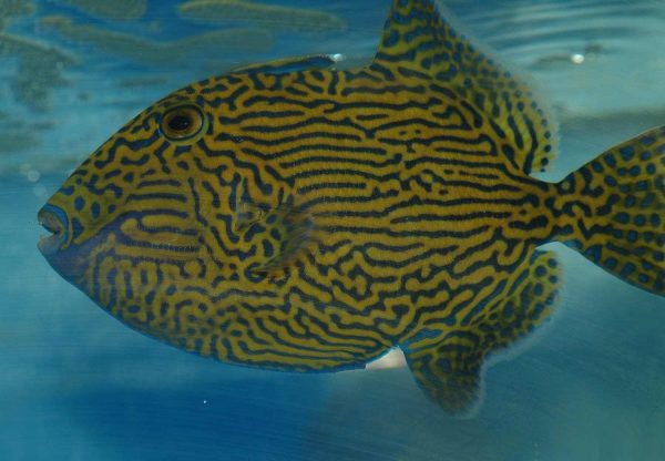 ماشه ماهی خط آبی