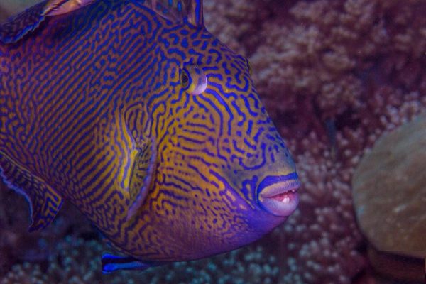 ماشه ماهی خط آبی