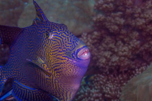 ماشه ماهی خط آبی