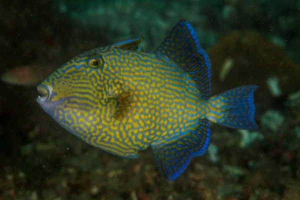 ماشه ماهی خط آبی