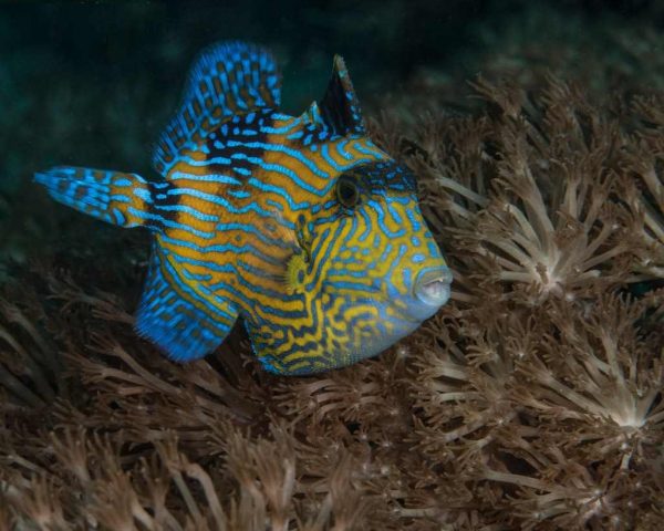 ماشه ماهی خط آبی