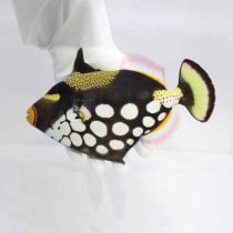 ماشه ماهی دلقک بالغ