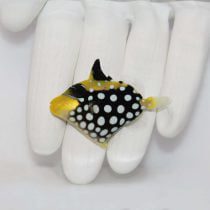 Clown Triggerfish