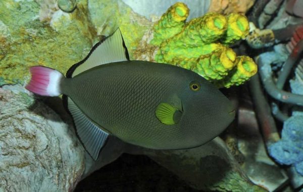 Pinktail Tiggerfish