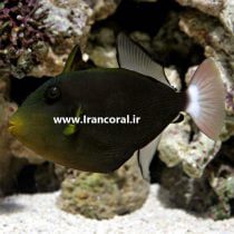 Pinktail Tiggerfish
