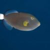 Pinktail Tiggerfish