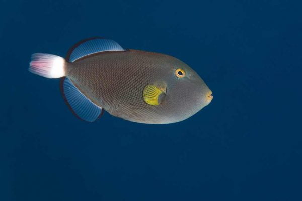 Pinktail Tiggerfish