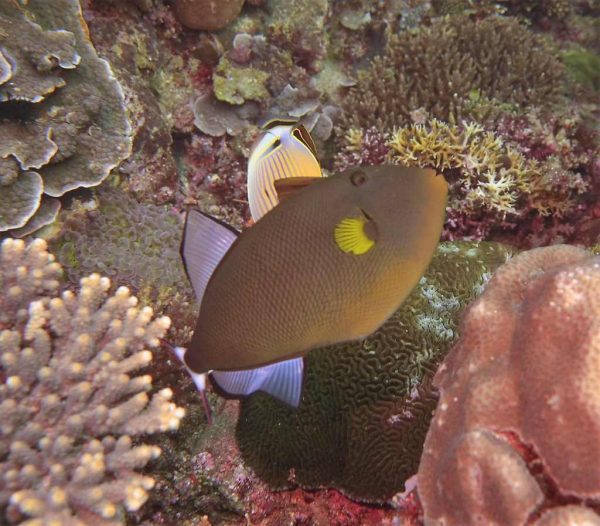 Pinktail Tiggerfish