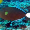 Pinktail Tiggerfish