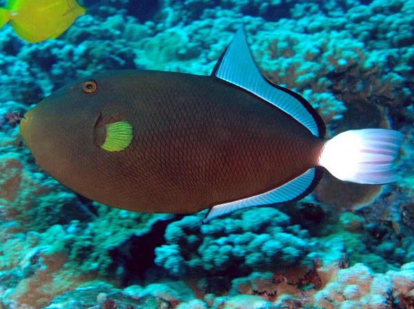 Pinktail Tiggerfish