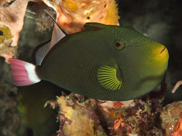 Pinktail Tiggerfish