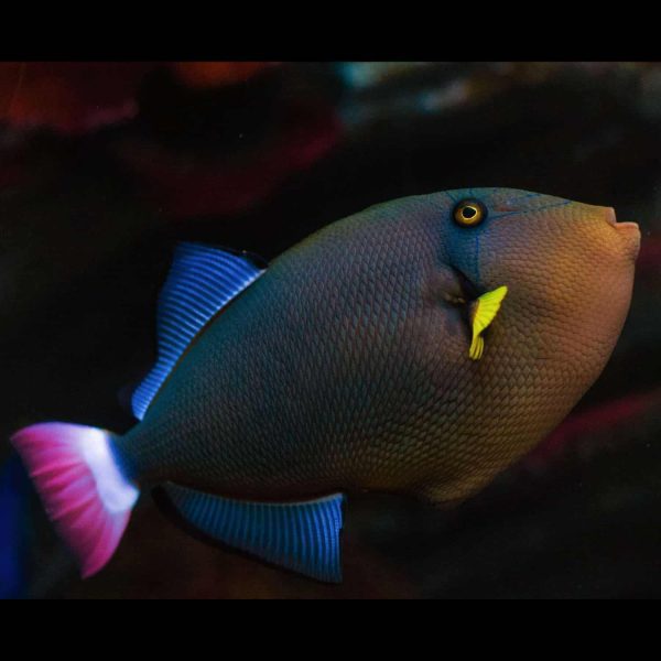 Pinktail Tiggerfish