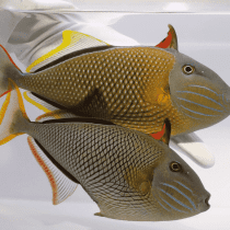 ماشه ماهی دم قرمز