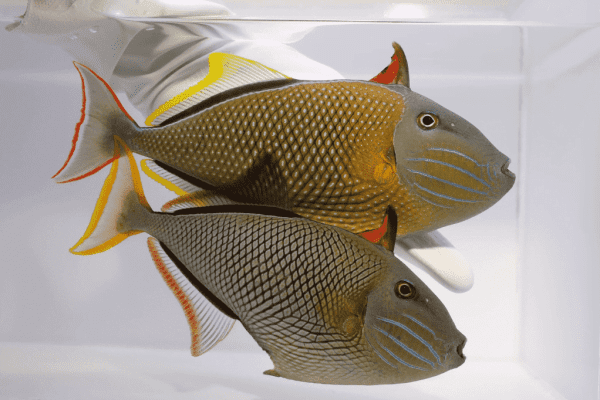 ماشه ماهی دم قرمز