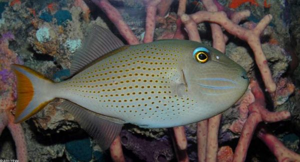 ماشه ماهی سارگاسوم