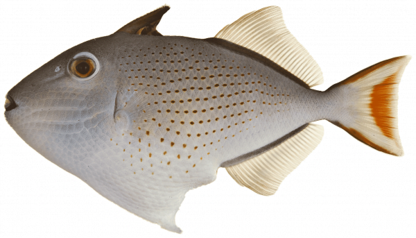 ماشه ماهی سارگاسوم