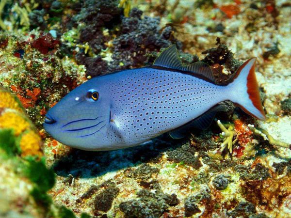 Sargassum Triggerfish