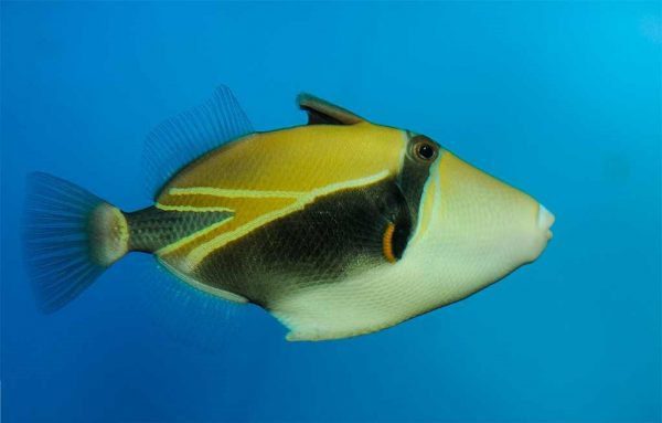 ماشه ماهی مستطیل