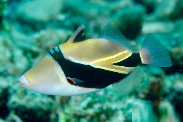 ماشه ماهی مستطیل