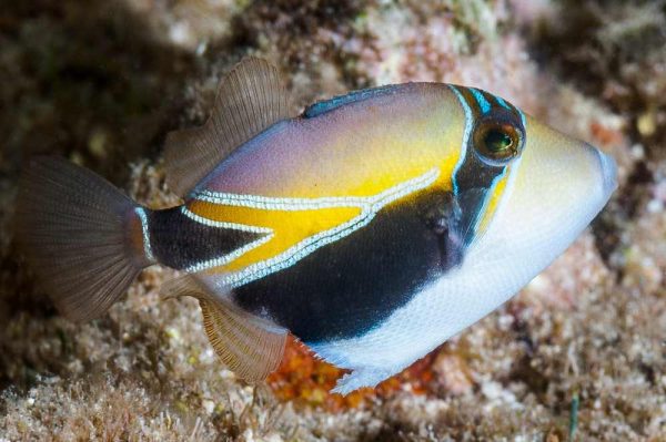 ماشه ماهی مستطیل