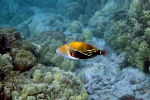 ماشه ماهی مستطیل