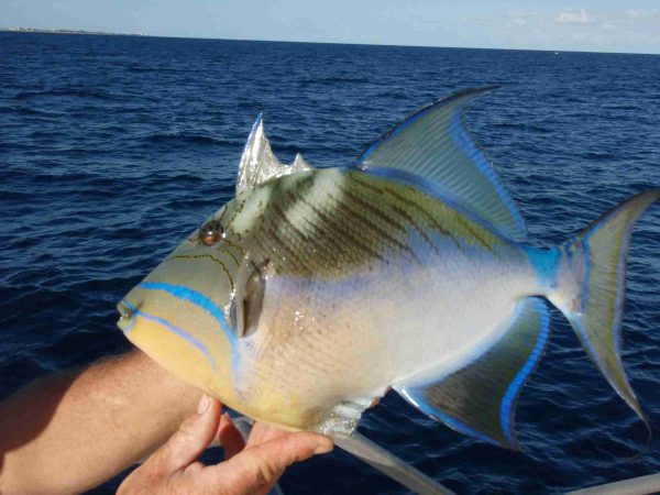 Queen Triggerfish
