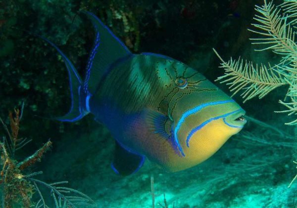 ماشه ماهی ملکه