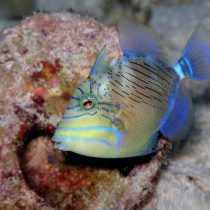 Queen Triggerfish