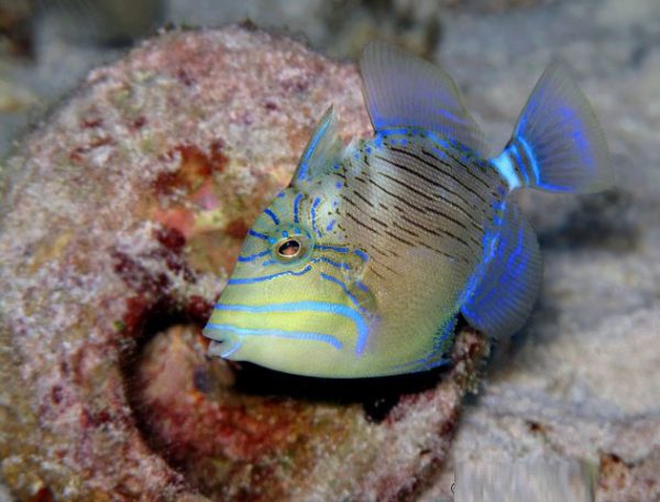 Queen Triggerfish
