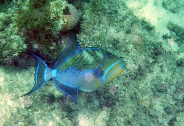 ماشه ماهی ملکه