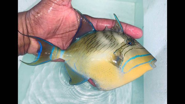 Queen Triggerfish