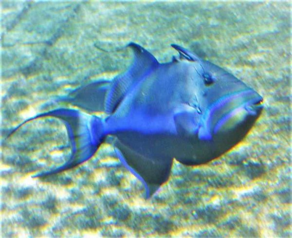 Queen Triggerfish