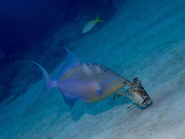 ماشه ماهی ملکه