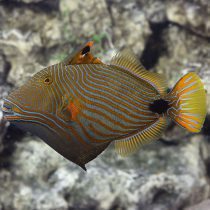 Undulate Triggerfish