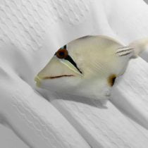 ماشه ماهی پیکاسو