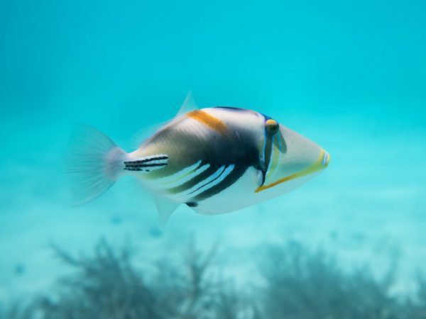 Humu Picasso Triggerfish