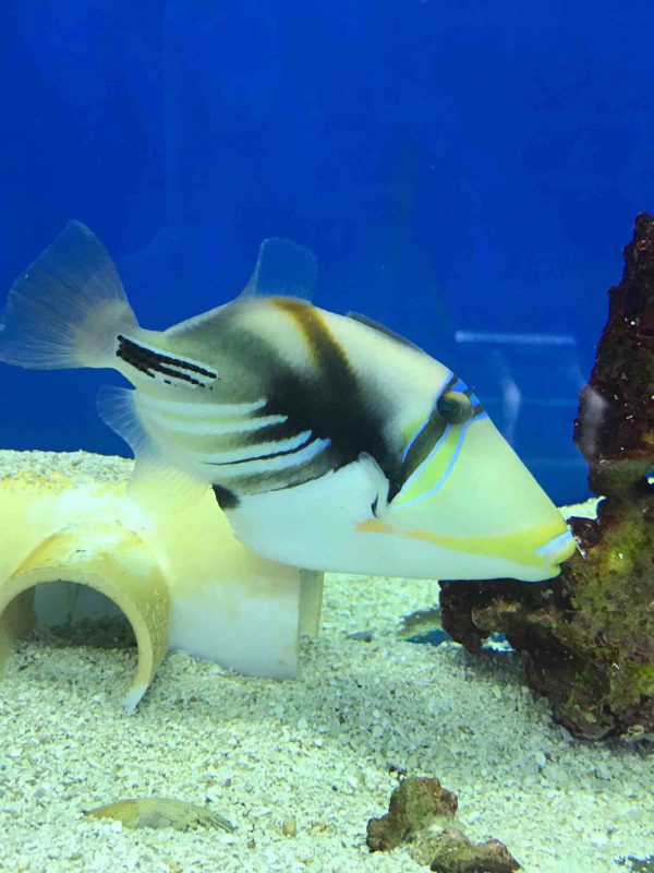 Humu Picasso Triggerfish