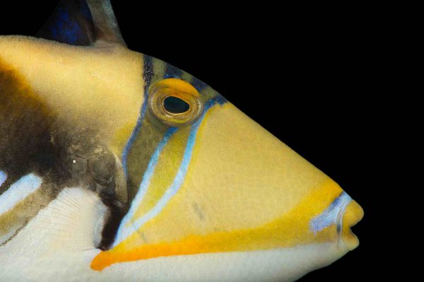 Humu Picasso Triggerfish