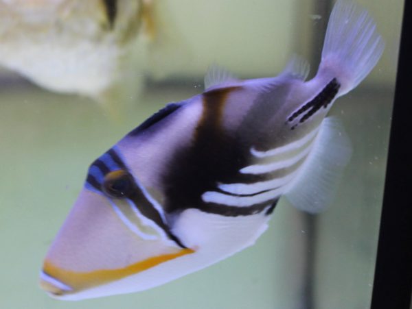 Humu Picasso Triggerfish
