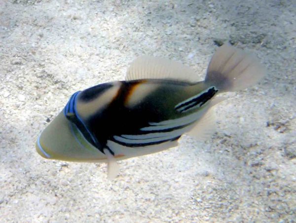 Humu Picasso Triggerfish