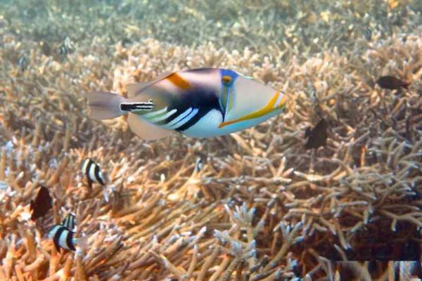 Humu Picasso Triggerfish